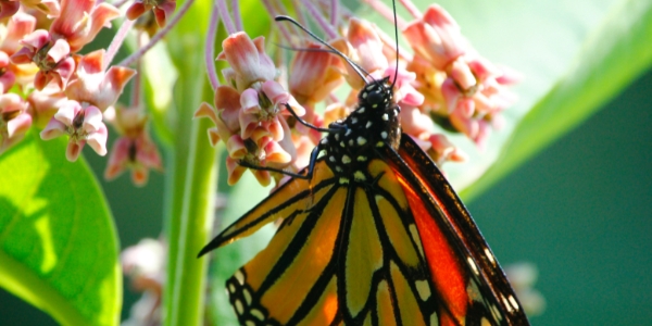 Monarch butterfly on milkweed