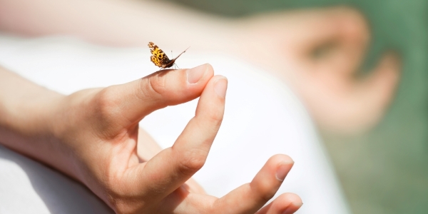 butterfly on a hand