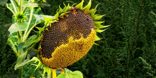 sunflower