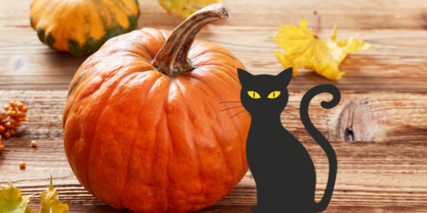 black cat beside an orange pumpkin