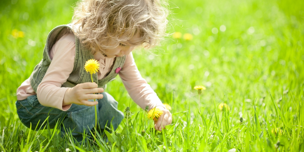 child picking dandelions outside