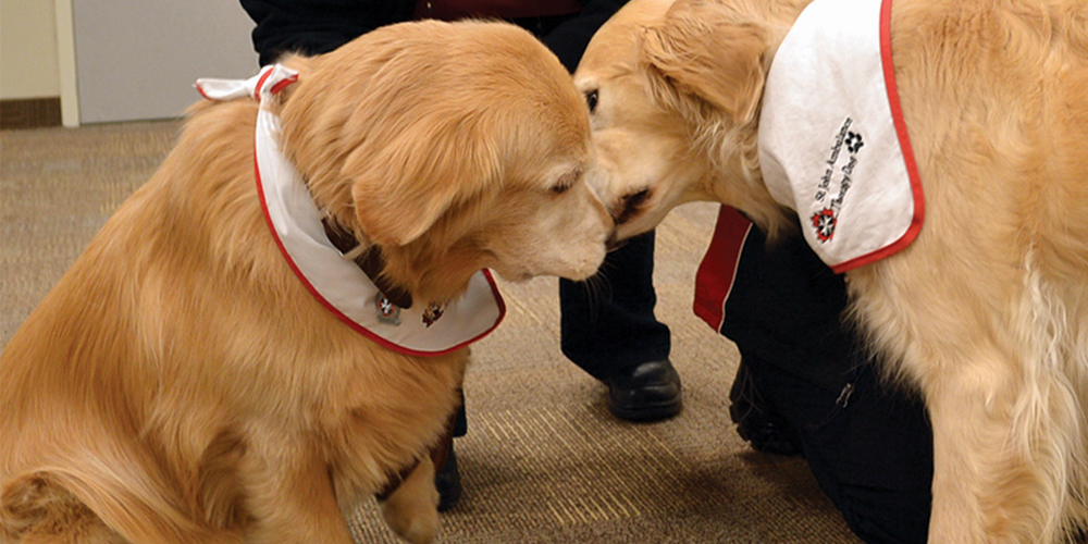 two Golden Retriever St. Johns Therapy Dogs