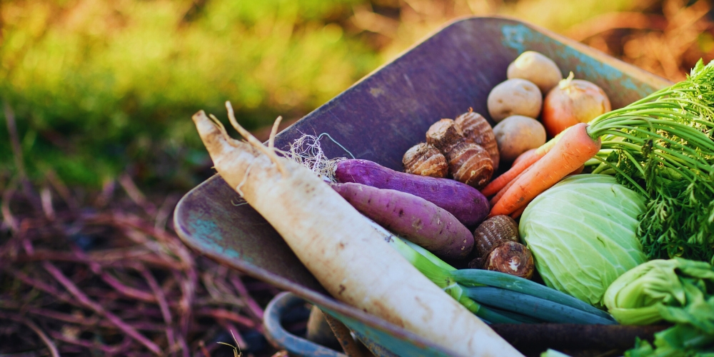 wheelbarrow carrying assorted vegetables