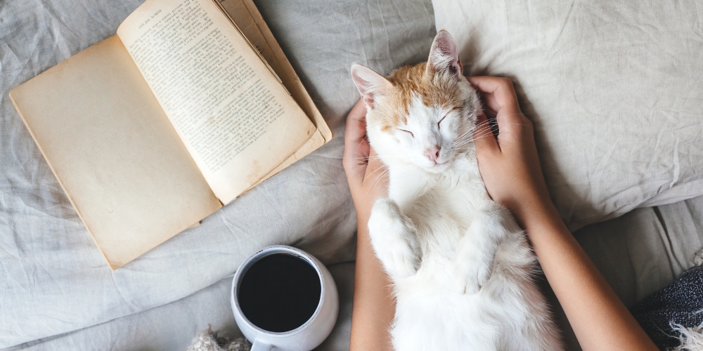 person petting a cat who is laying beside an open book, a mug of coffee rests nearby.