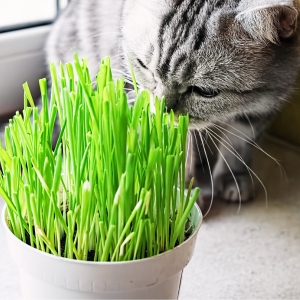 cat eating cat grass