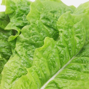 romaine lettuce