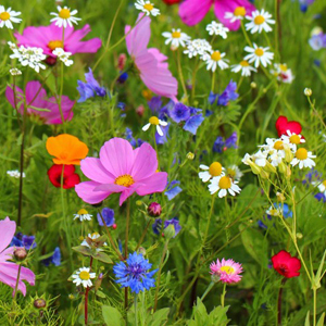 various wildflowers in a garden